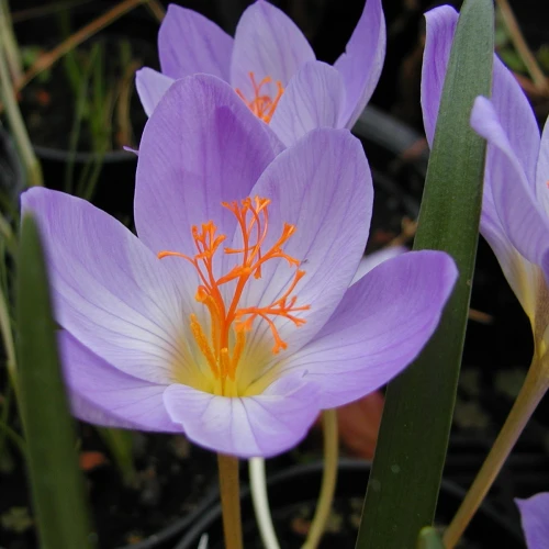 Speciosus